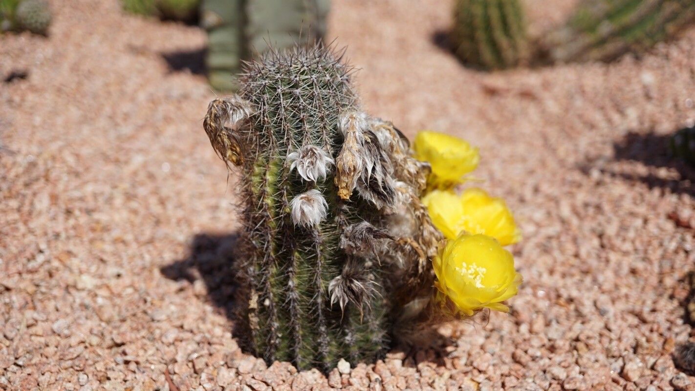 Echinopsis aurea flower