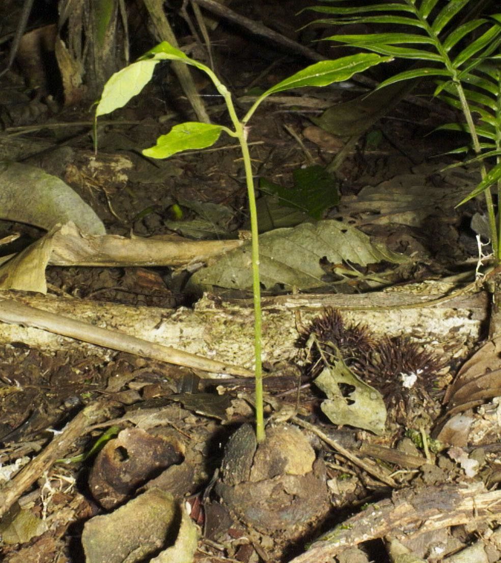 Aegiphila quararibeana bark