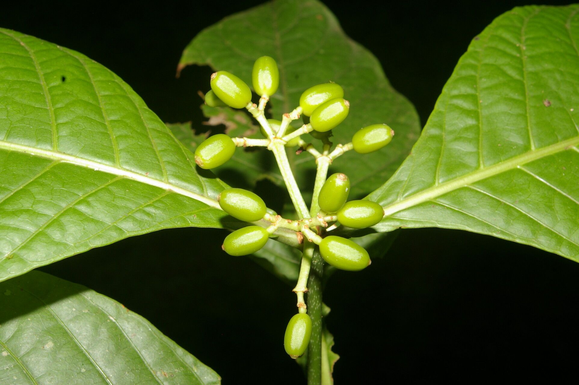Psychotria lamarinensis — houseplant care guide