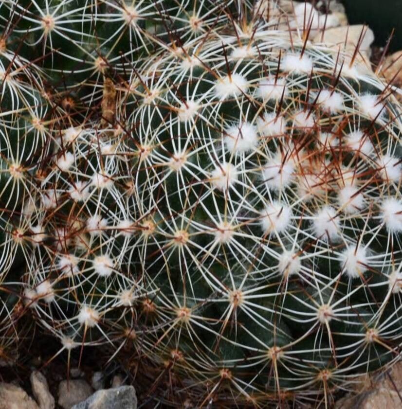 Mammillaria melaleuca habit