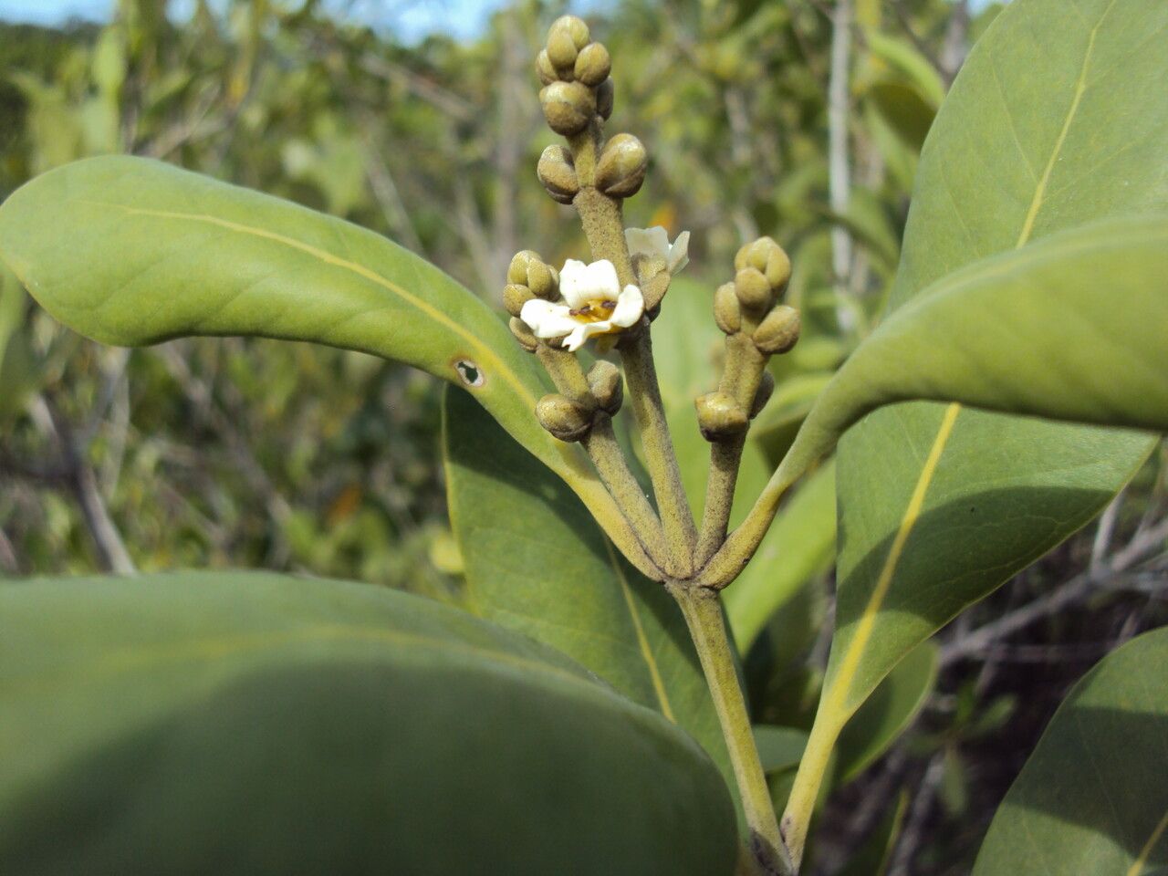 Avicennia schaueriana flower