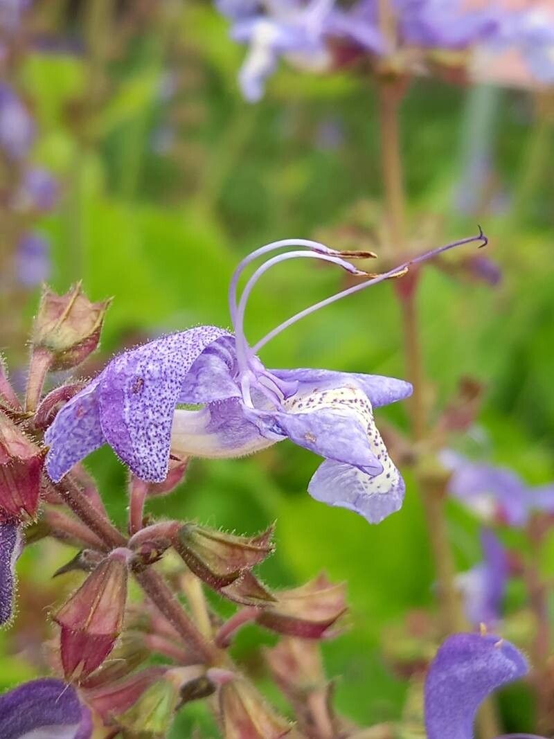 Salvia forskaehlei flower