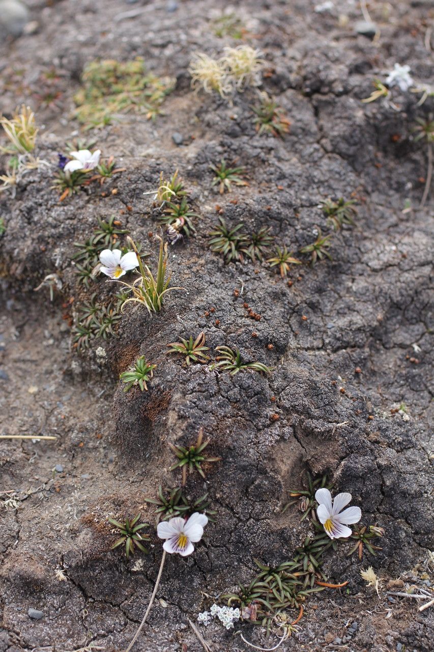 Viola pygmaea habit