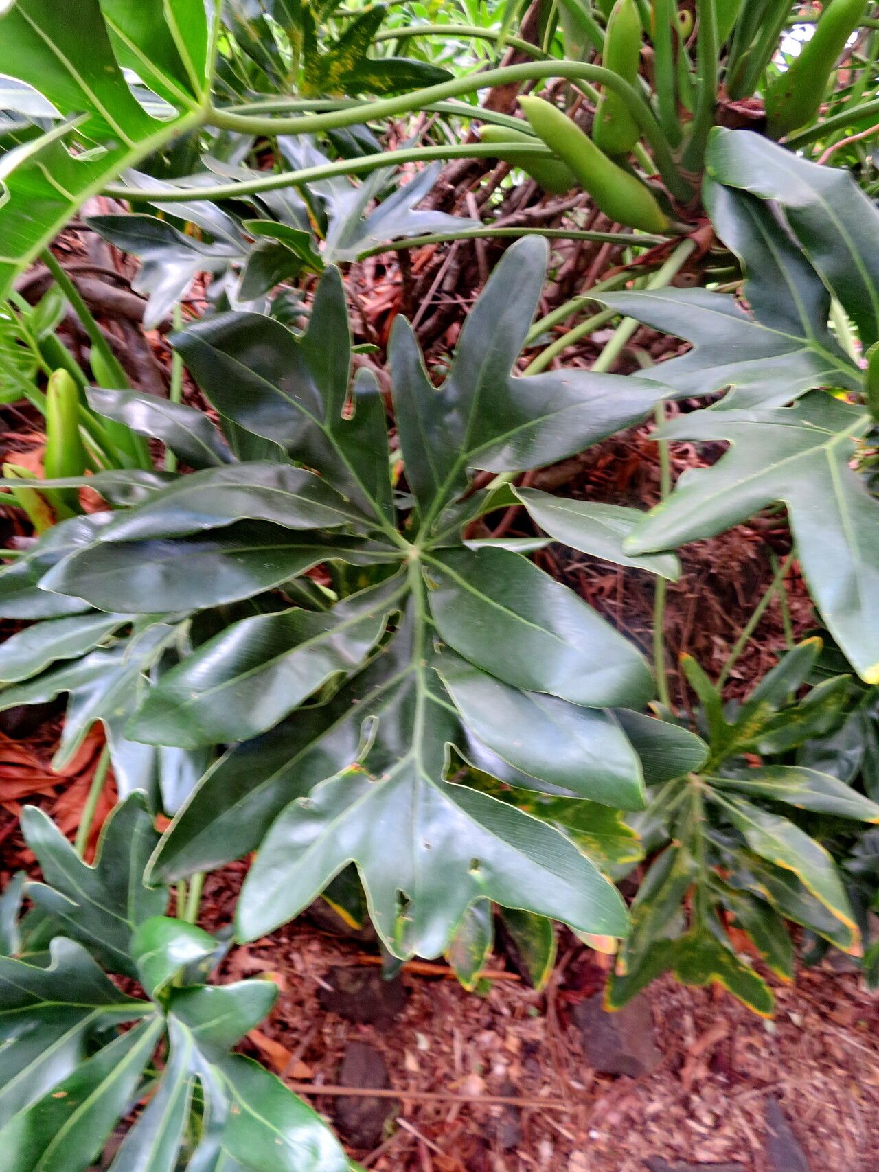 Thaumatophyllum adamantinum