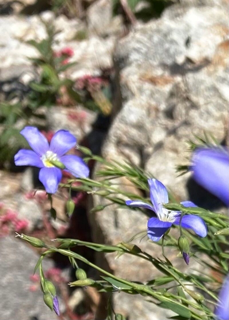 Linum leonii flower