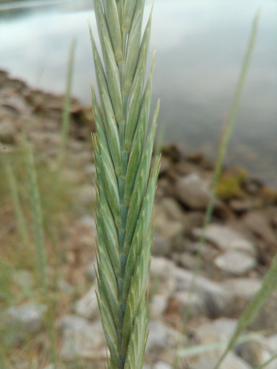 Elytrigia x drucei flower