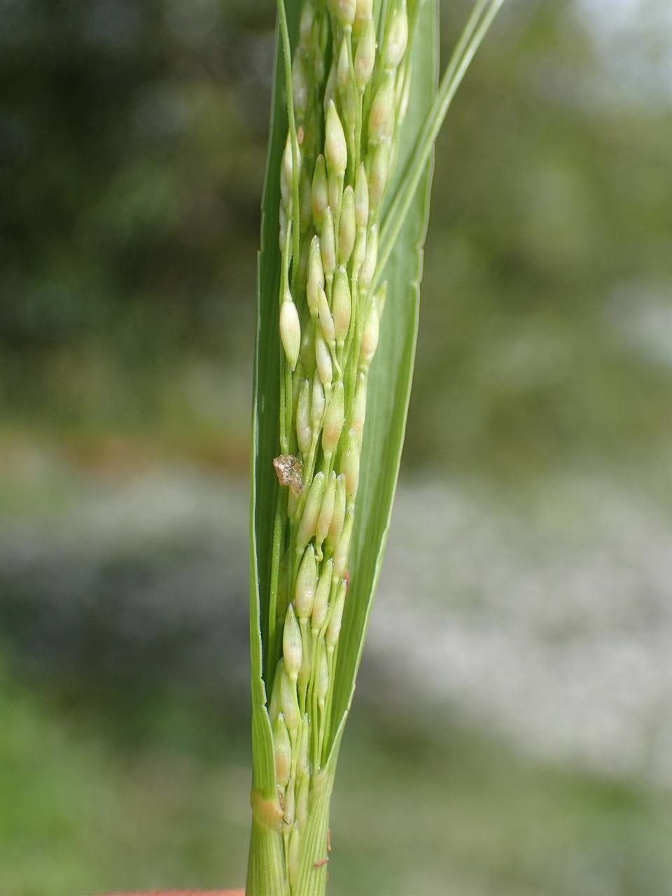 Panicum dichotomiflorum fruit