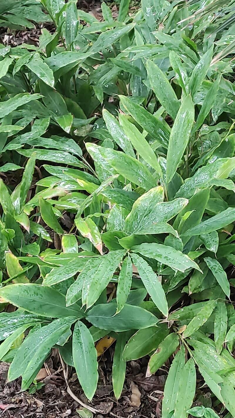 Alpinia nutans habit