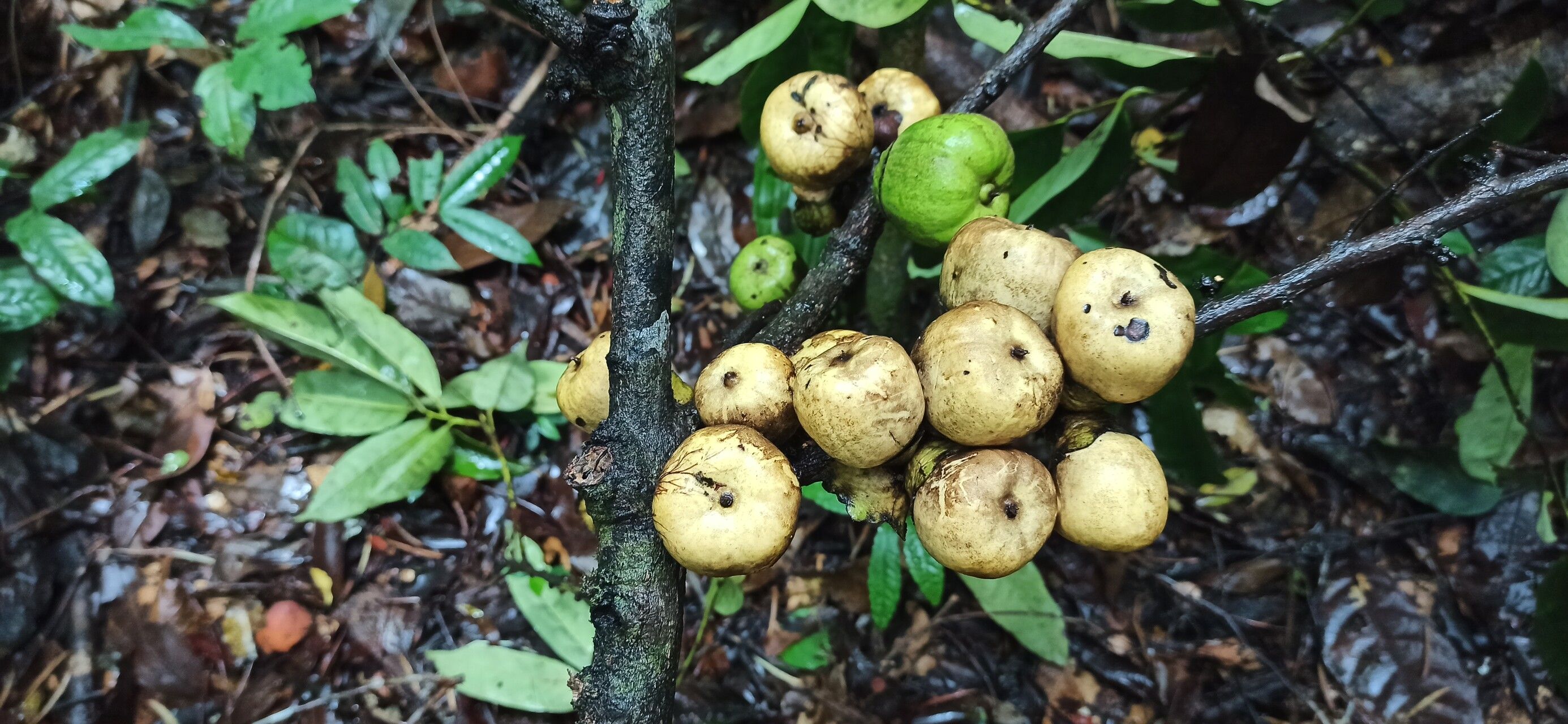 Diospyros sanza-minika fruit