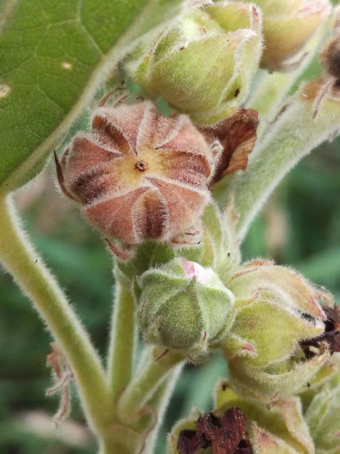 Althaea officinalis fruit