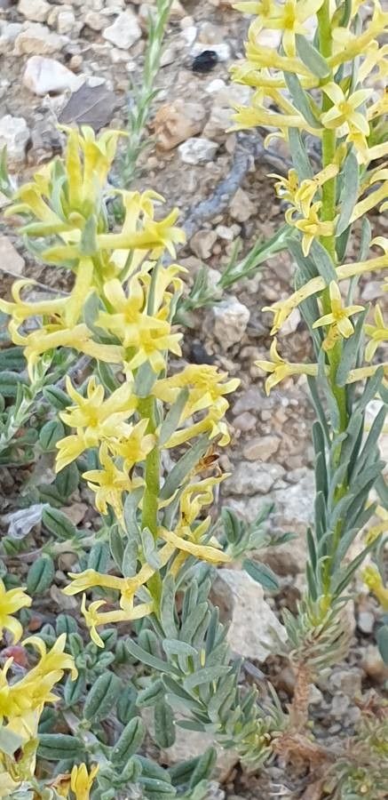 Thymelaea pubescens flower
