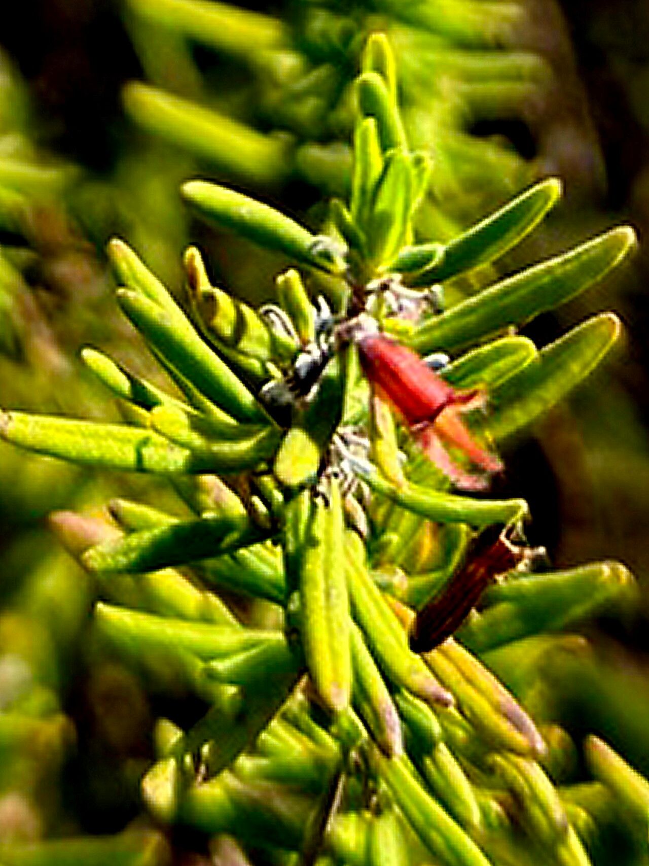 Conradina cygniflora — related species from the same genus