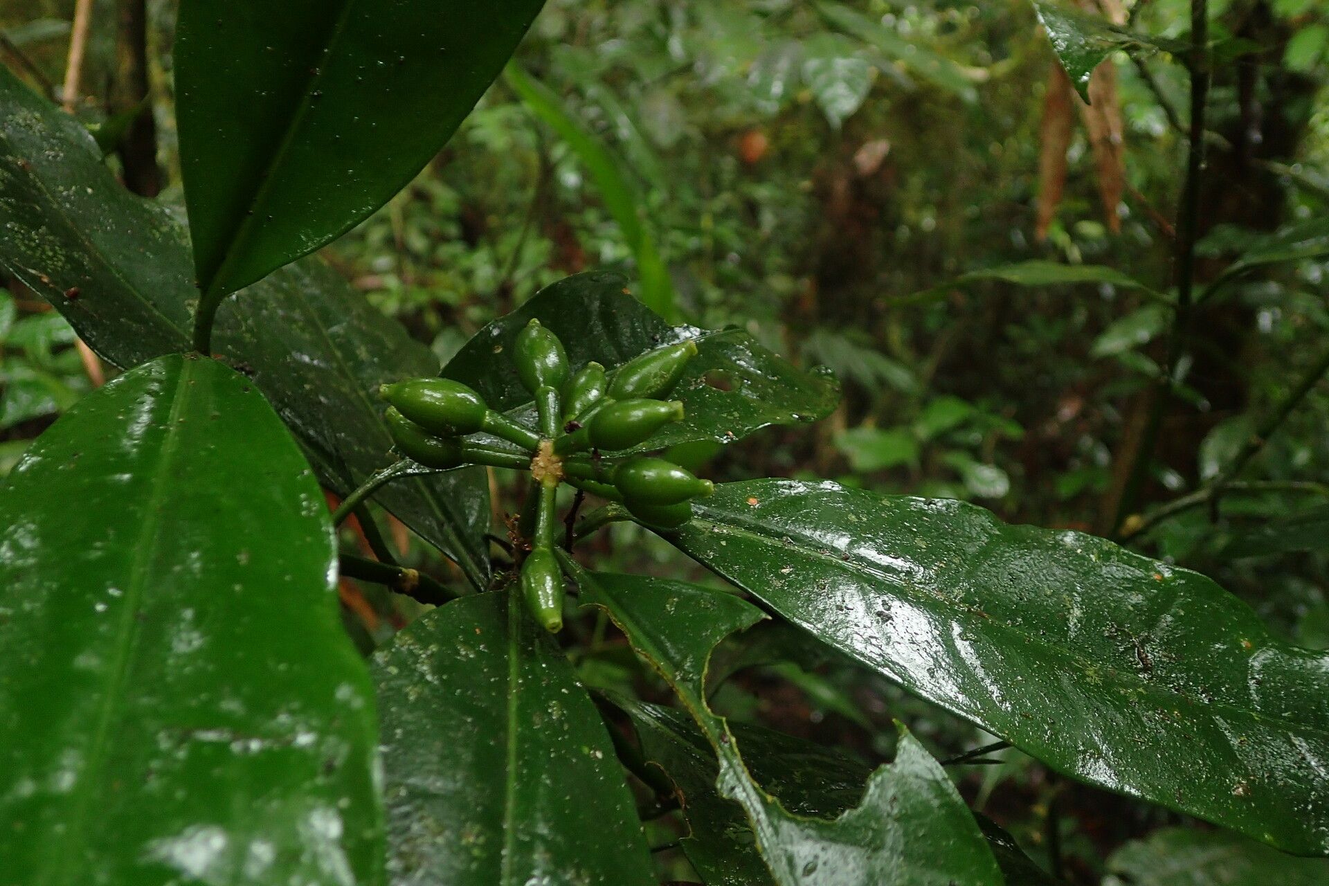 Psychotria sitae fruit