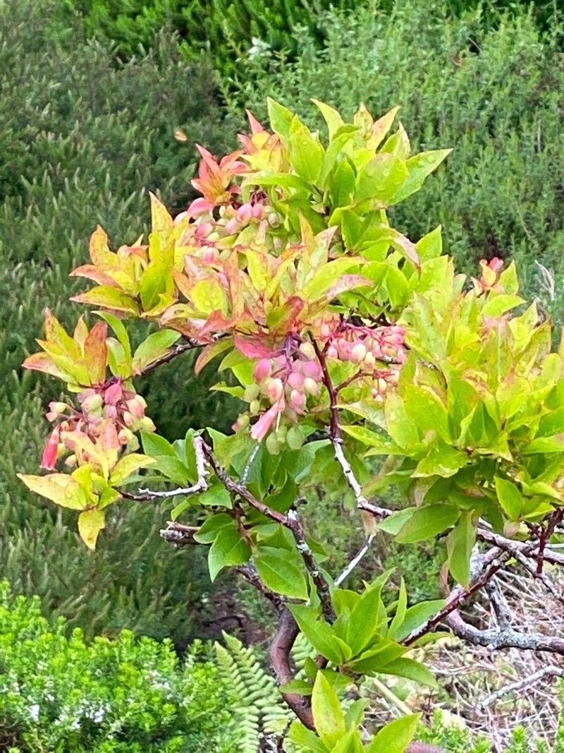 Vaccinium cylindraceum flower