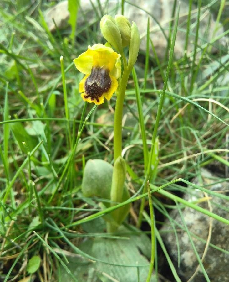 Ophrys sicula habit