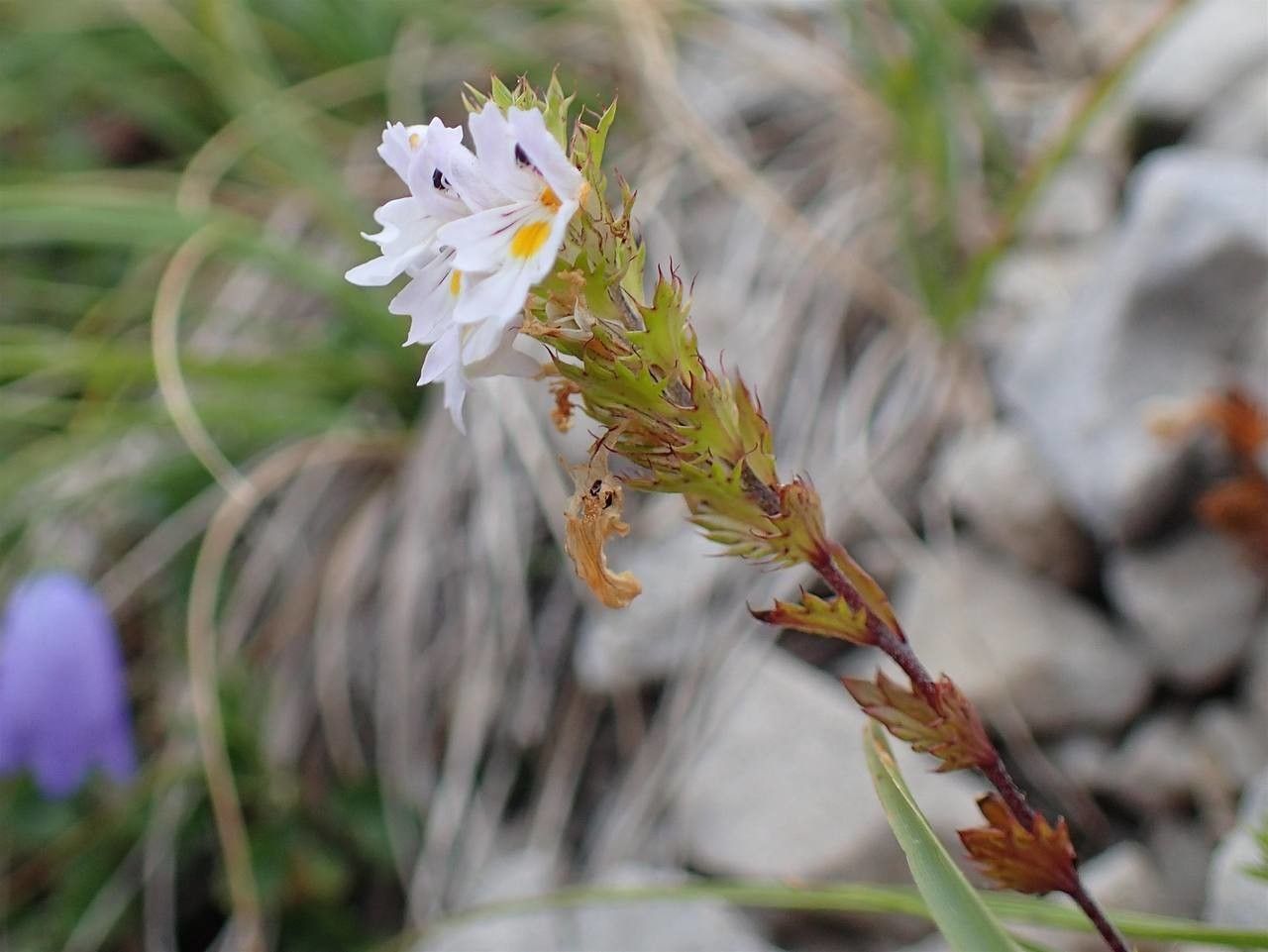 Euphrasia alpina fruit