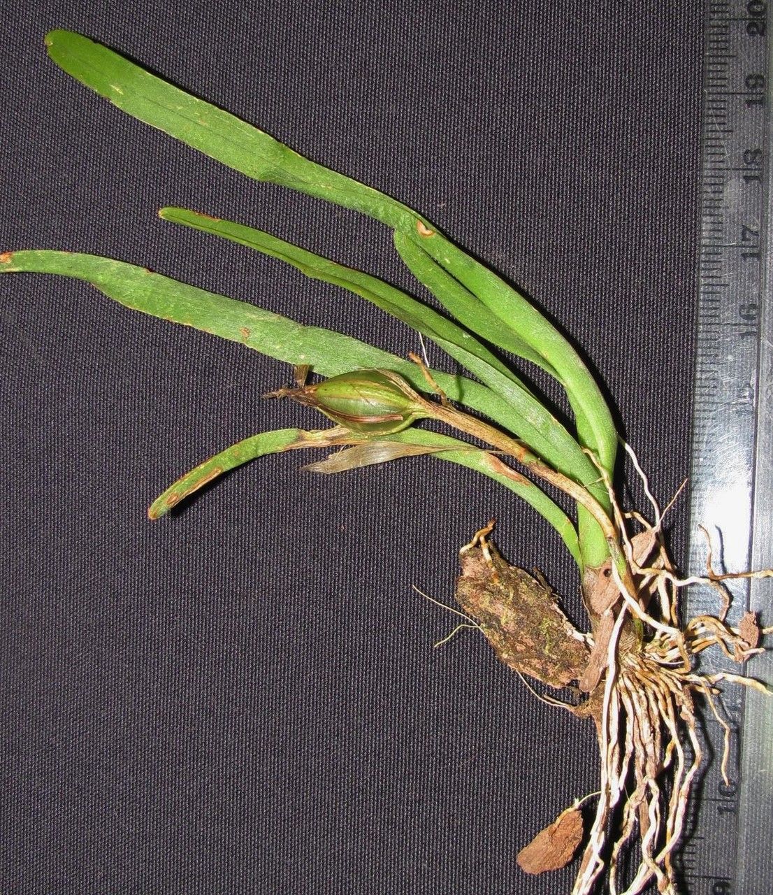 Cryptocentrum latifolium other