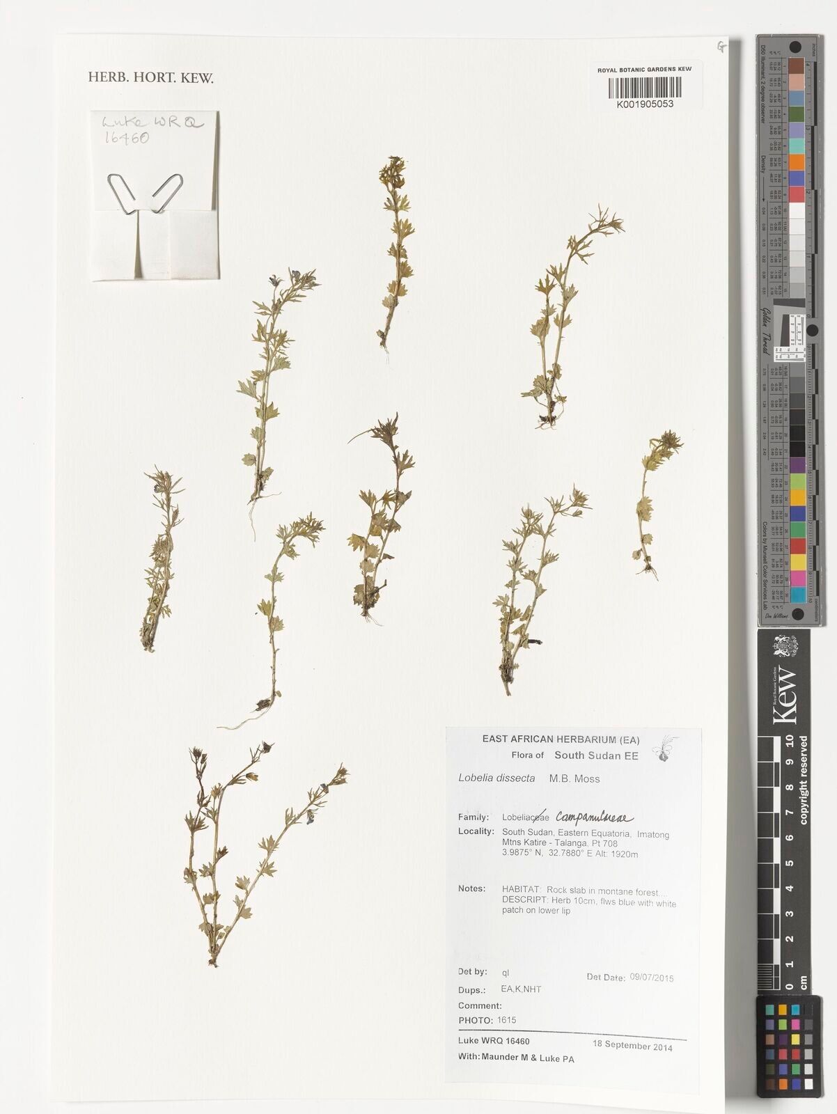 Lobelia dissecta — houseplant care guide