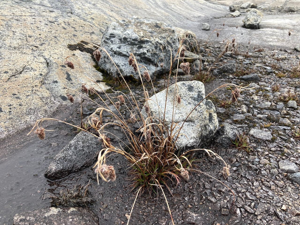 Luzula racemosa habit