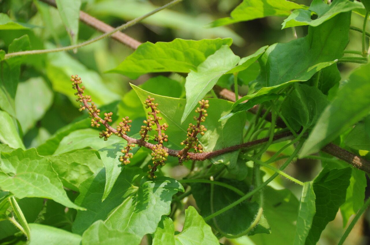 Ampelocissus barbata habit