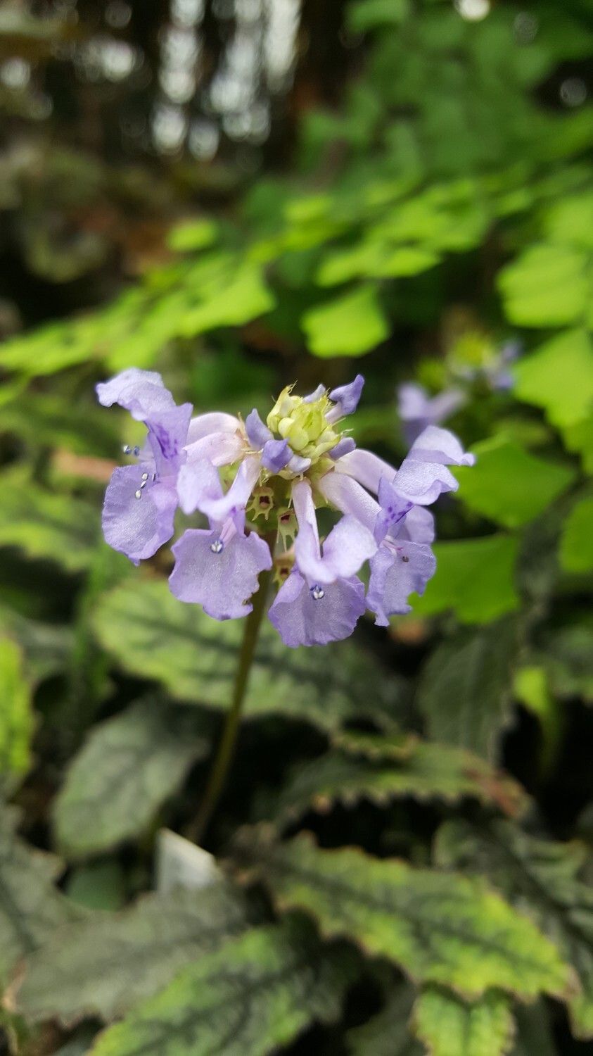 Plectranthus rosulatus — search result for 'Plectranthus'