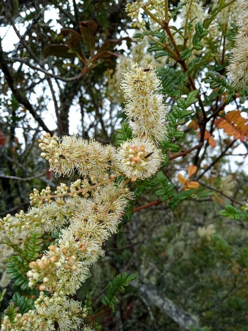 Weinmannia tomentosa flower
