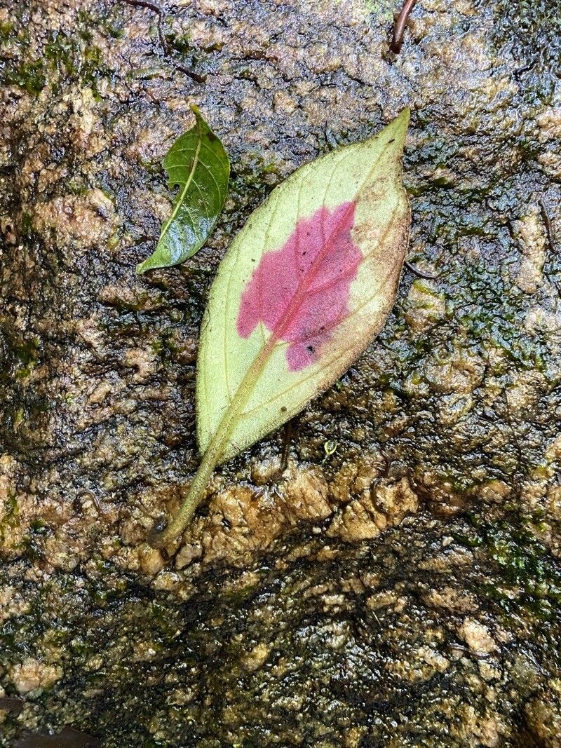 Nematanthus fritschii leaf