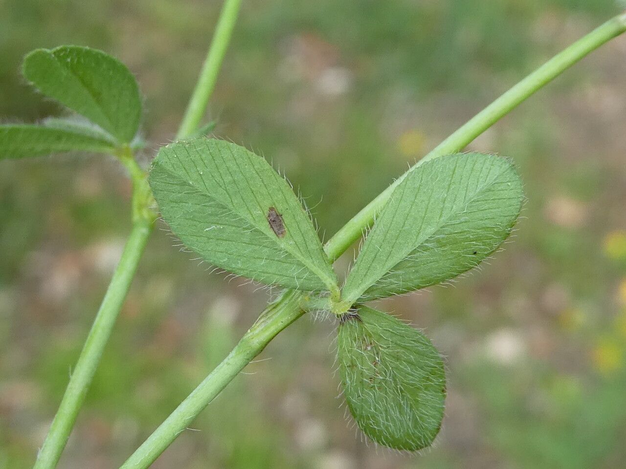 Trifolium lappaceum leaf