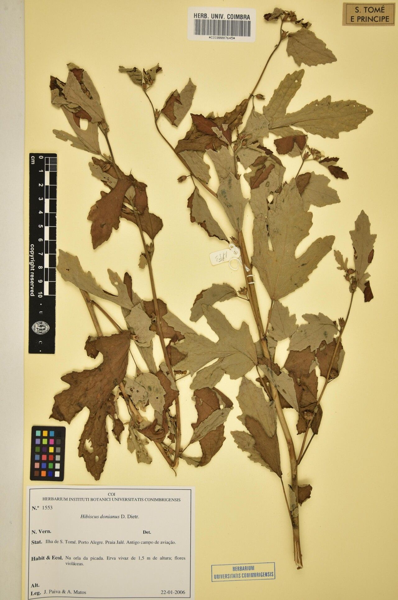 Hibiscus donianus — houseplant care guide