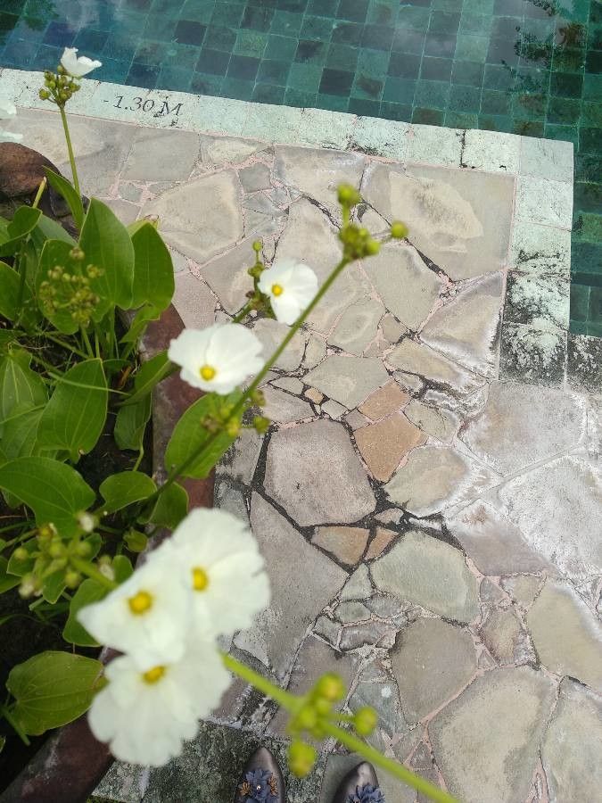 Echinodorus palifolius flower