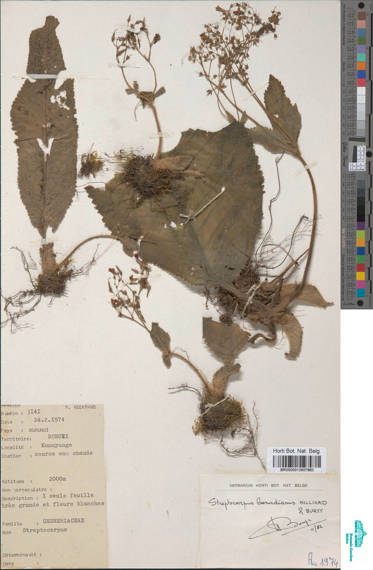 Streptocarpus burundianus — search result for 'Streptocarpus'