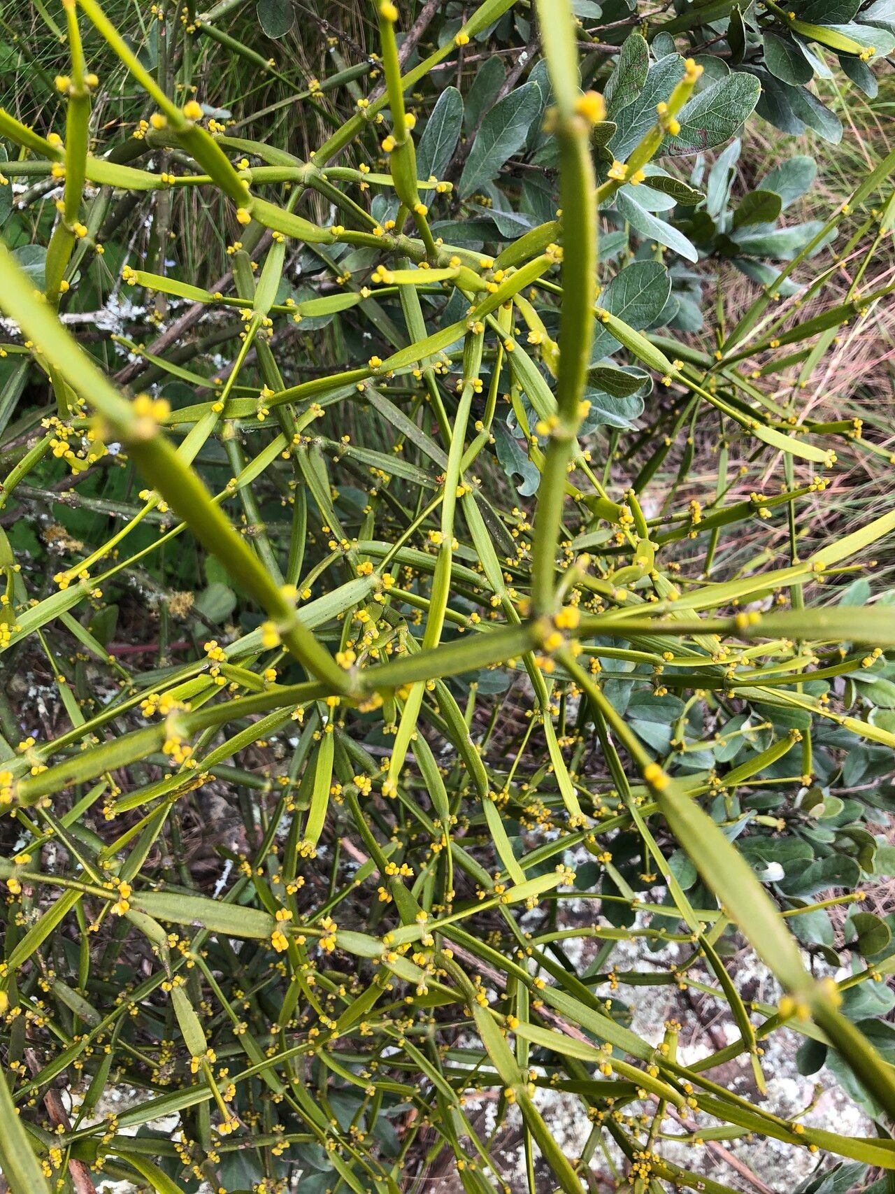 Viscum combreticola leaf