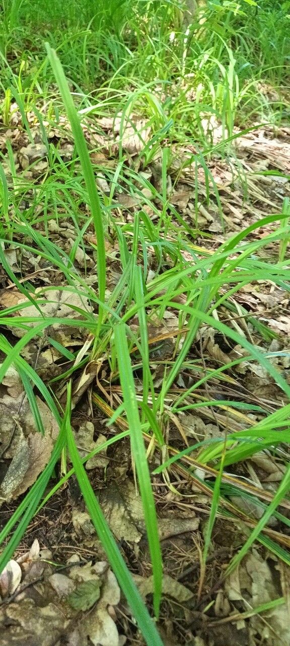 Carex pilosa leaf