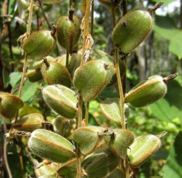 Dioscorea ovinala fruit
