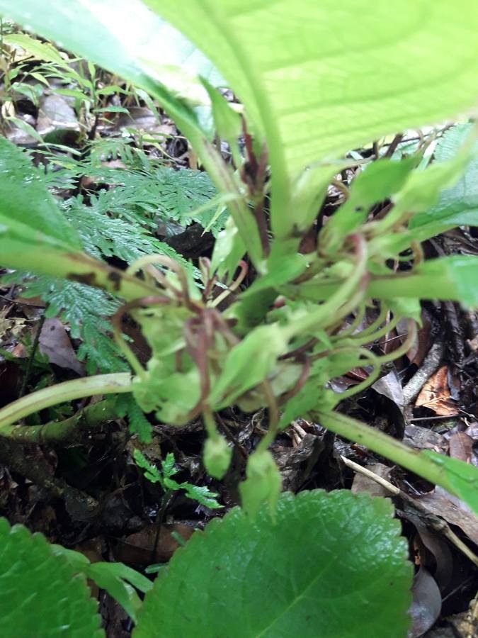 Nautilocalyx melittifolius flower