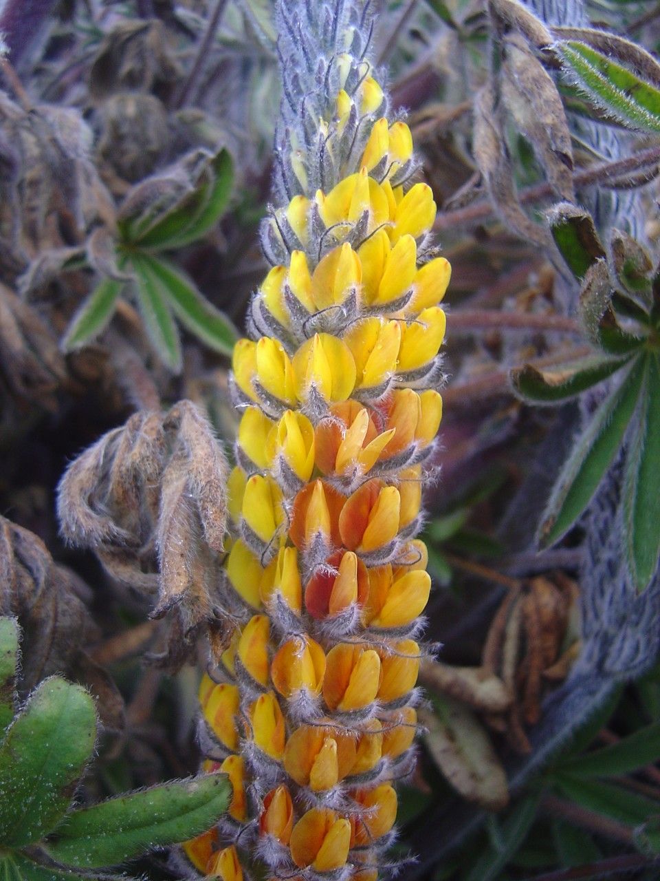 Lupinus altiplani — search result for 'Lupinus'
