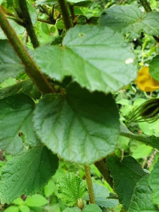 Hibiscus fuscus leaf