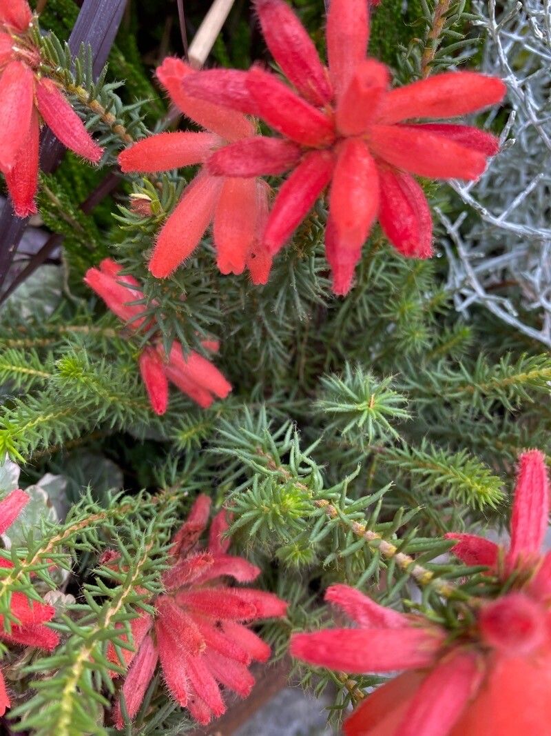 Erica cerinthoides flower