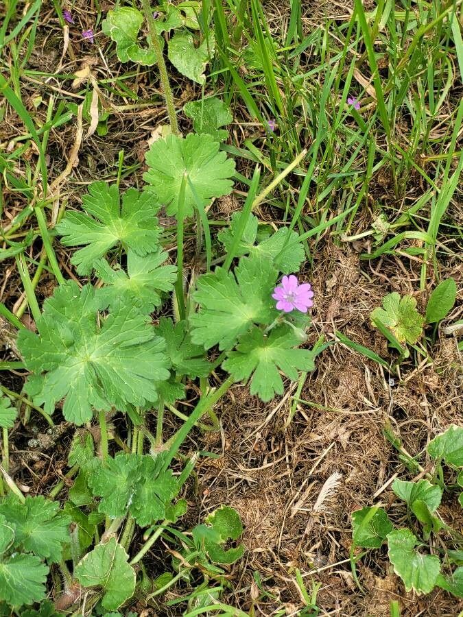 Geranium spp. flower
