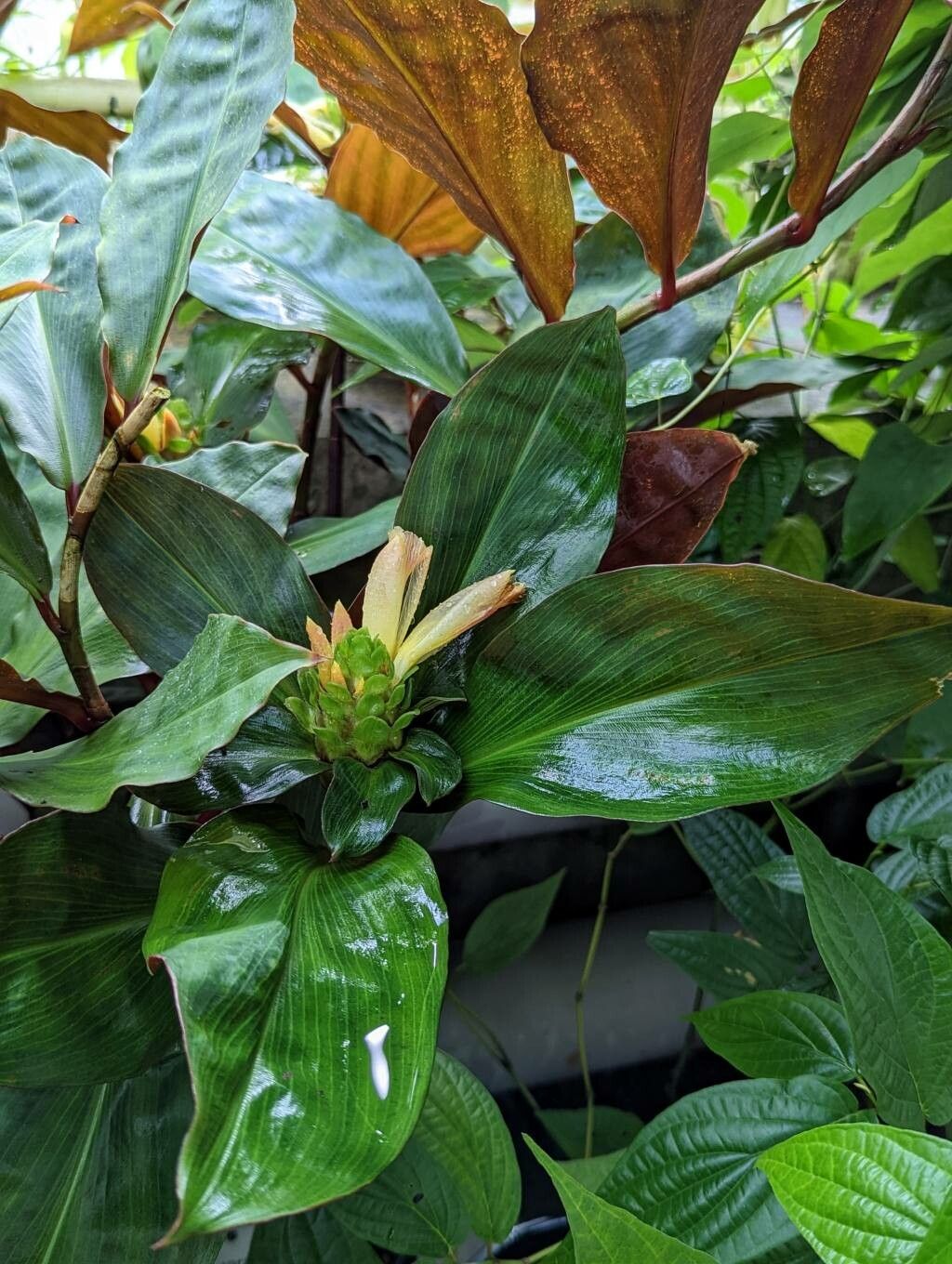 Costus varzearum flower