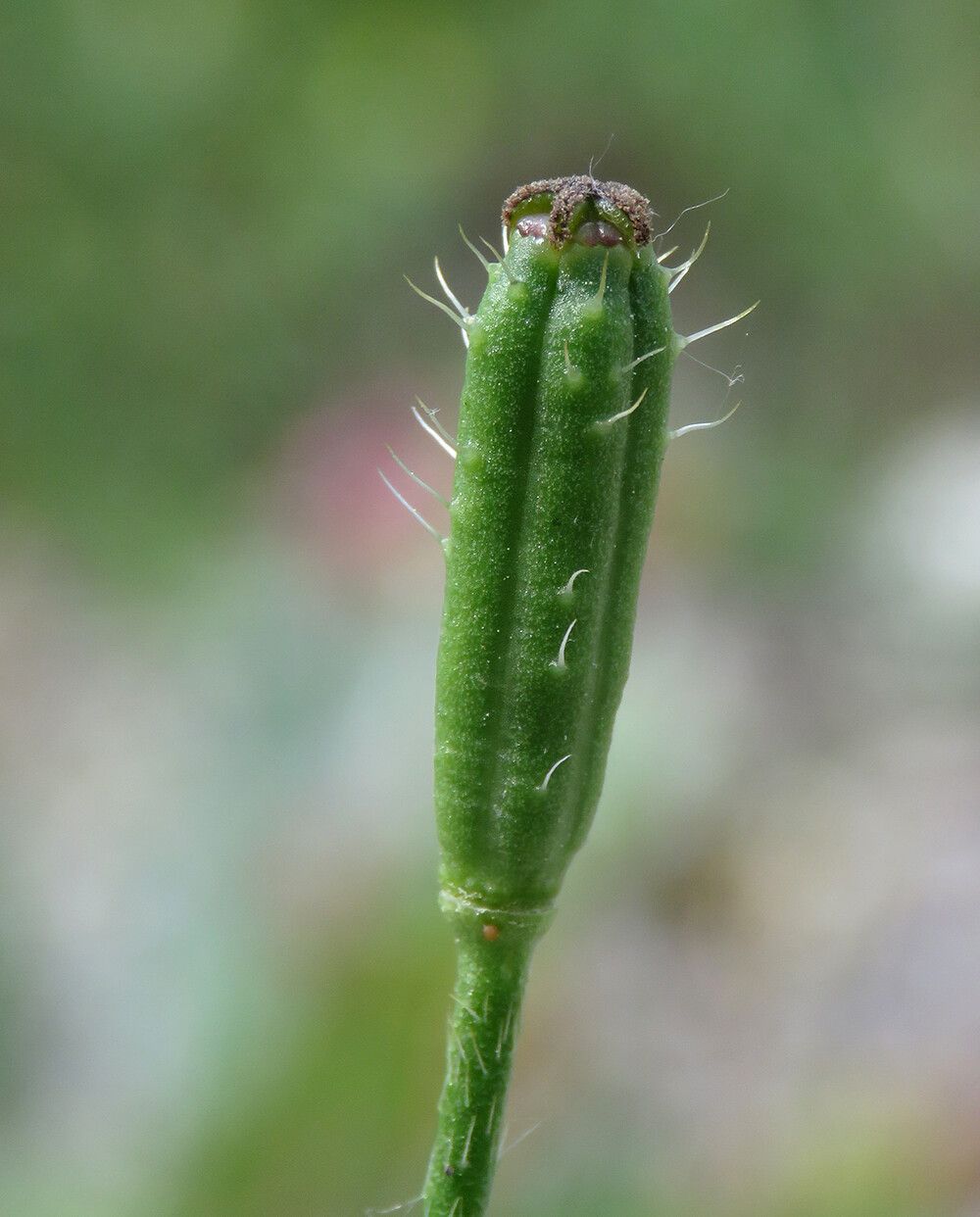 Papaver argemone fruit