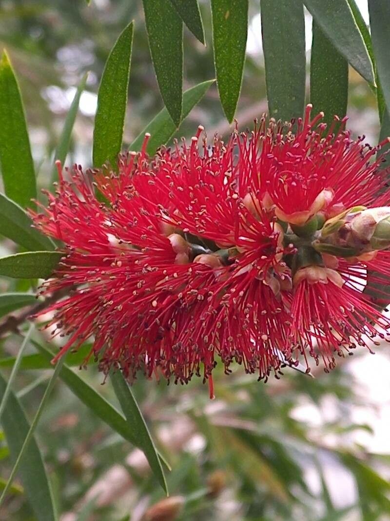 Melaleuca linearis flower