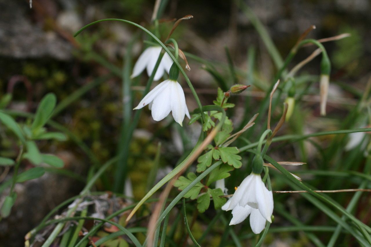 Acis fabrei flower