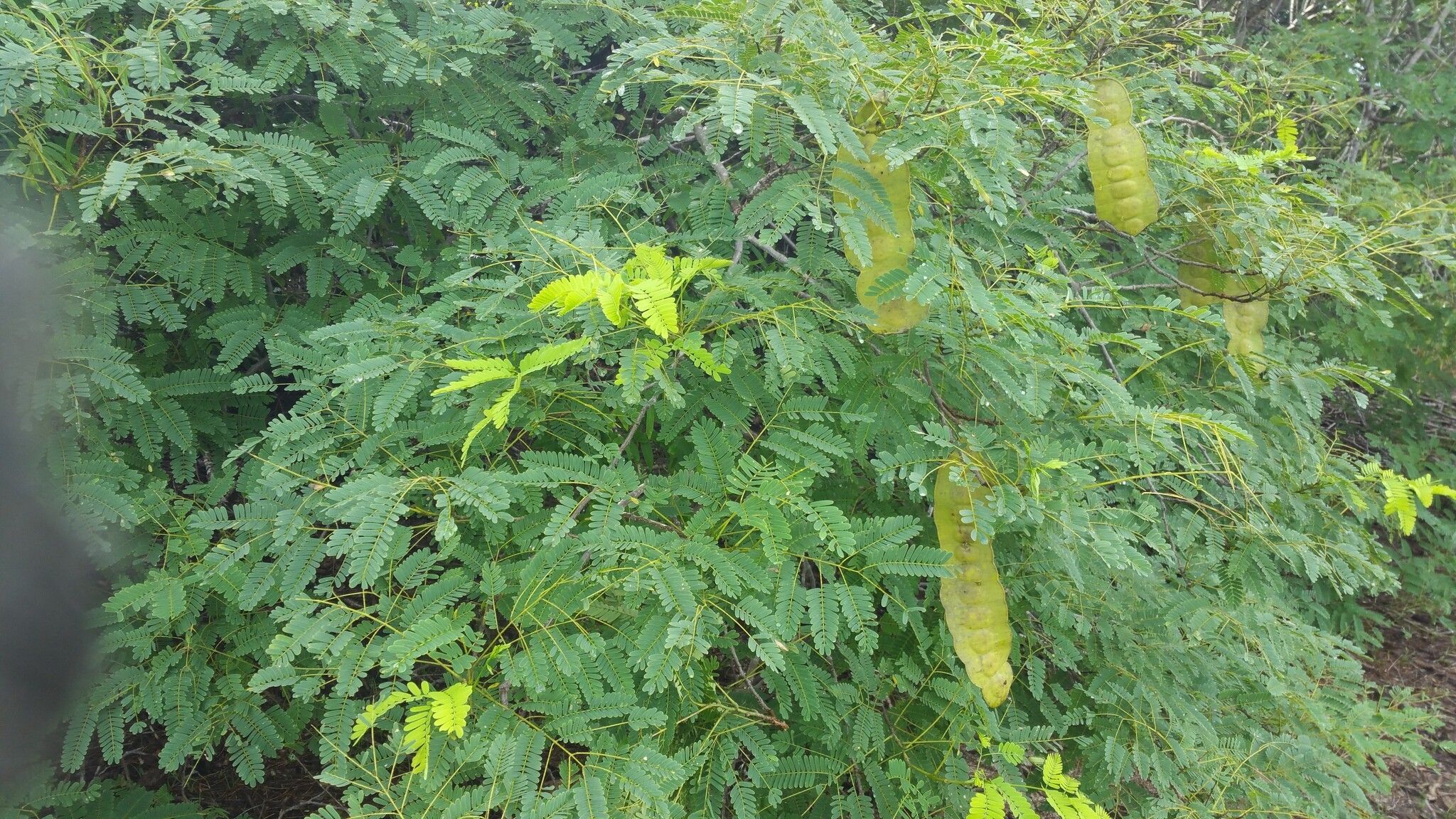 Entada chrysostachys leaf