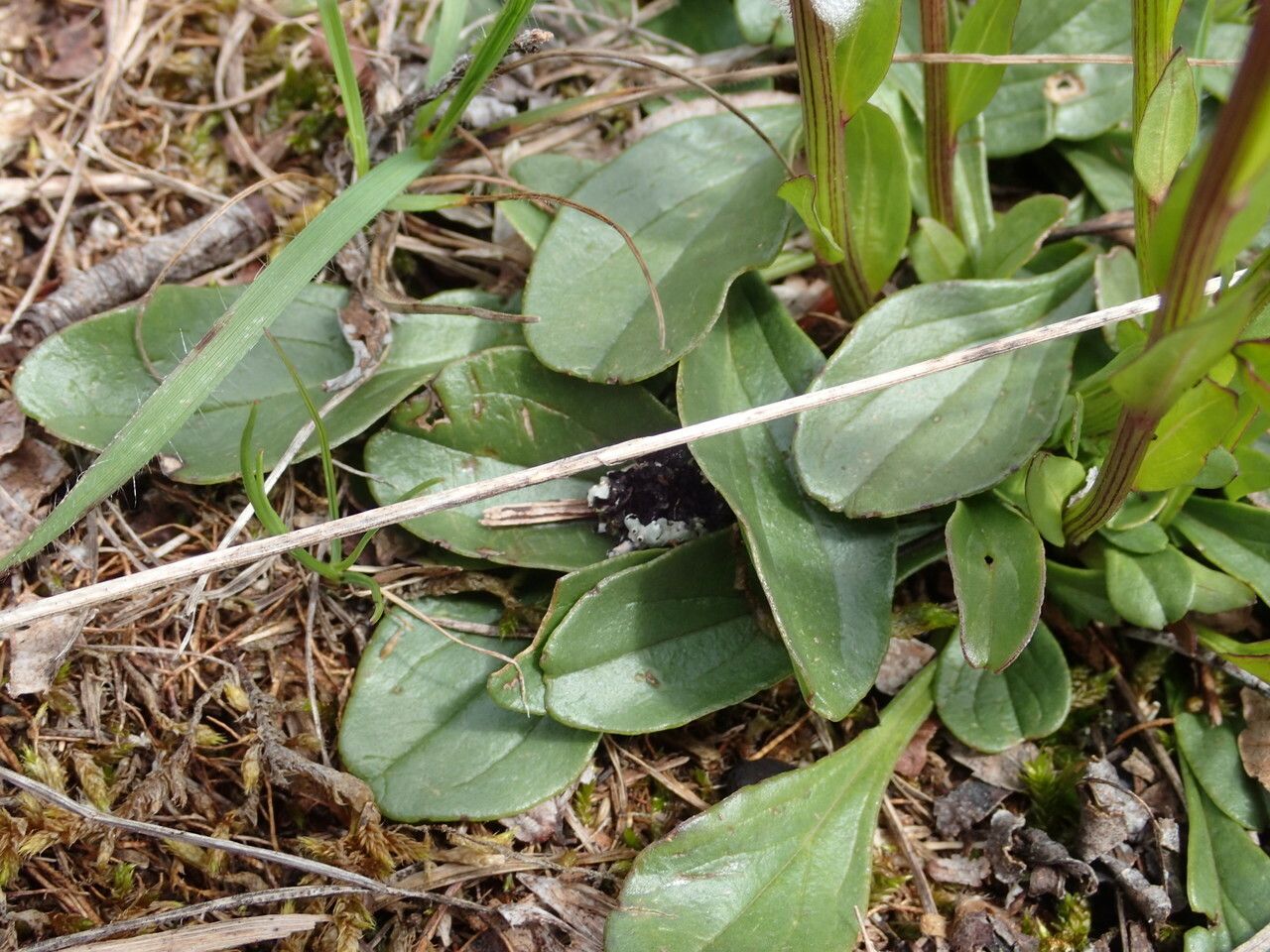 Globularia bisnagarica leaf