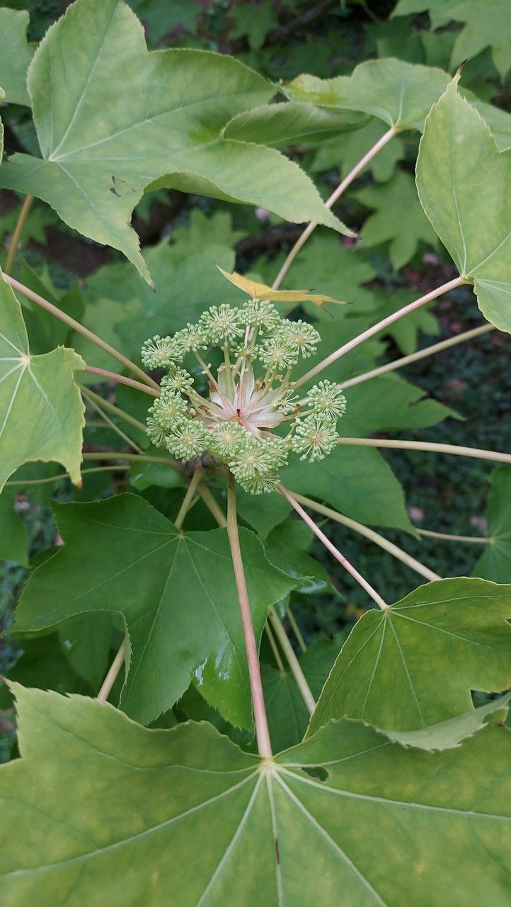 Kalopanax septemlobus flower