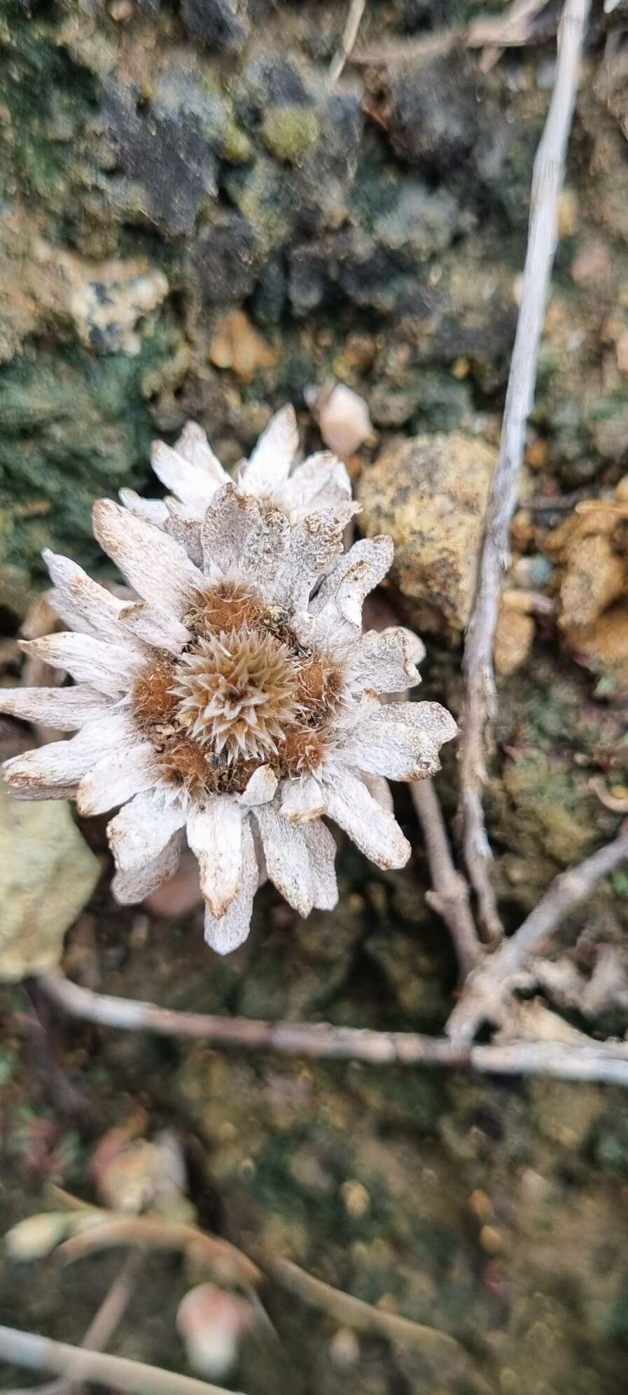 Filago pygmaea fruit