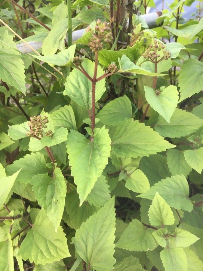 Ageratina adenophora leaf