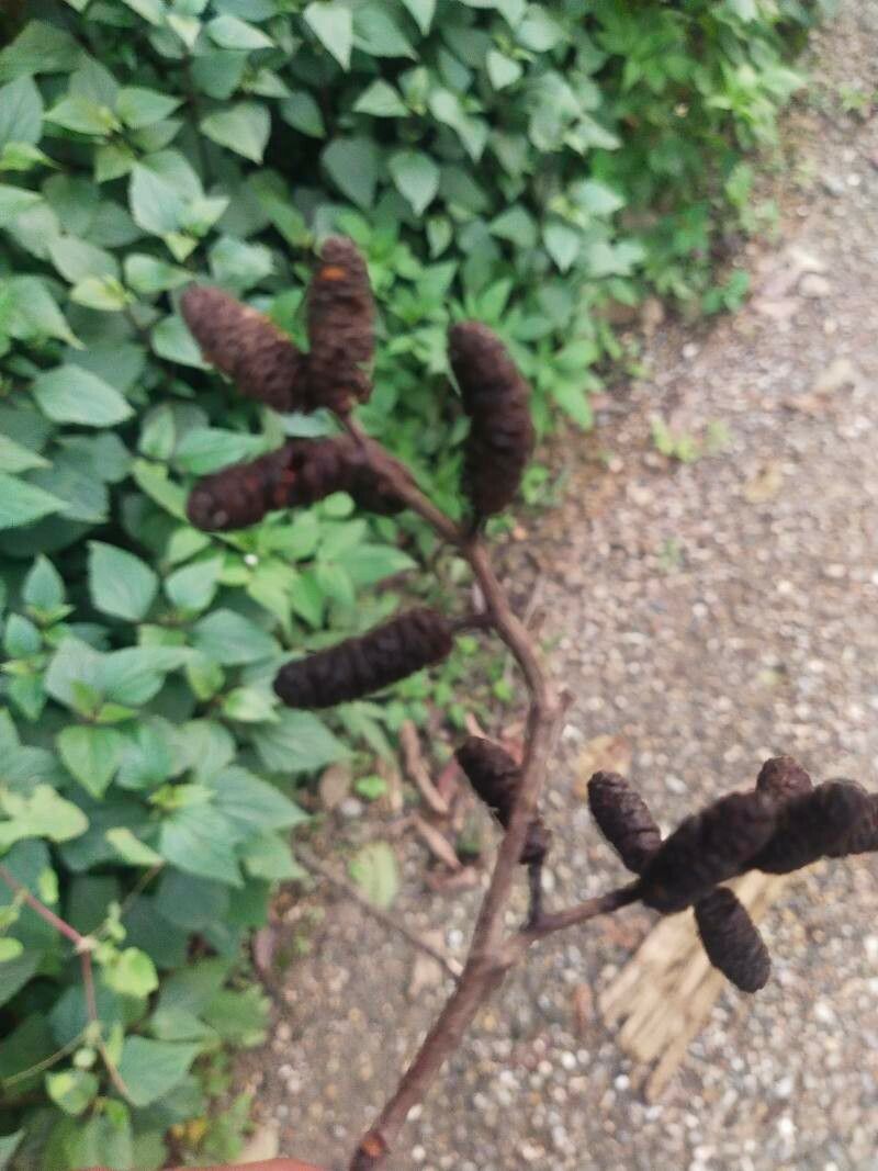 Alnus acuminata fruit