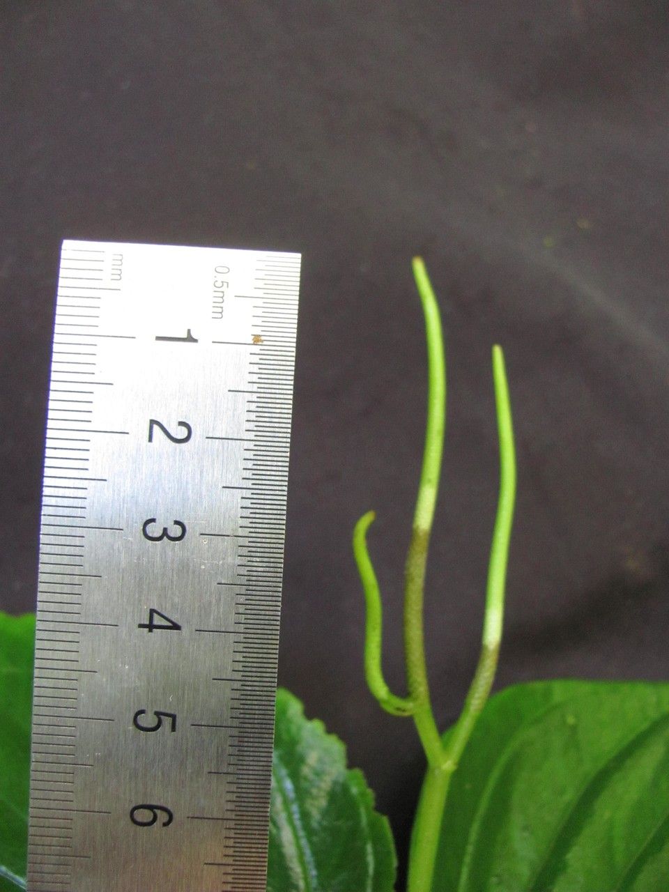 Peperomia syringifolia other